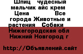 Шпиц - чудесный мальчик айс-крем › Цена ­ 20 000 - Все города Животные и растения » Собаки   . Нижегородская обл.,Нижний Новгород г.